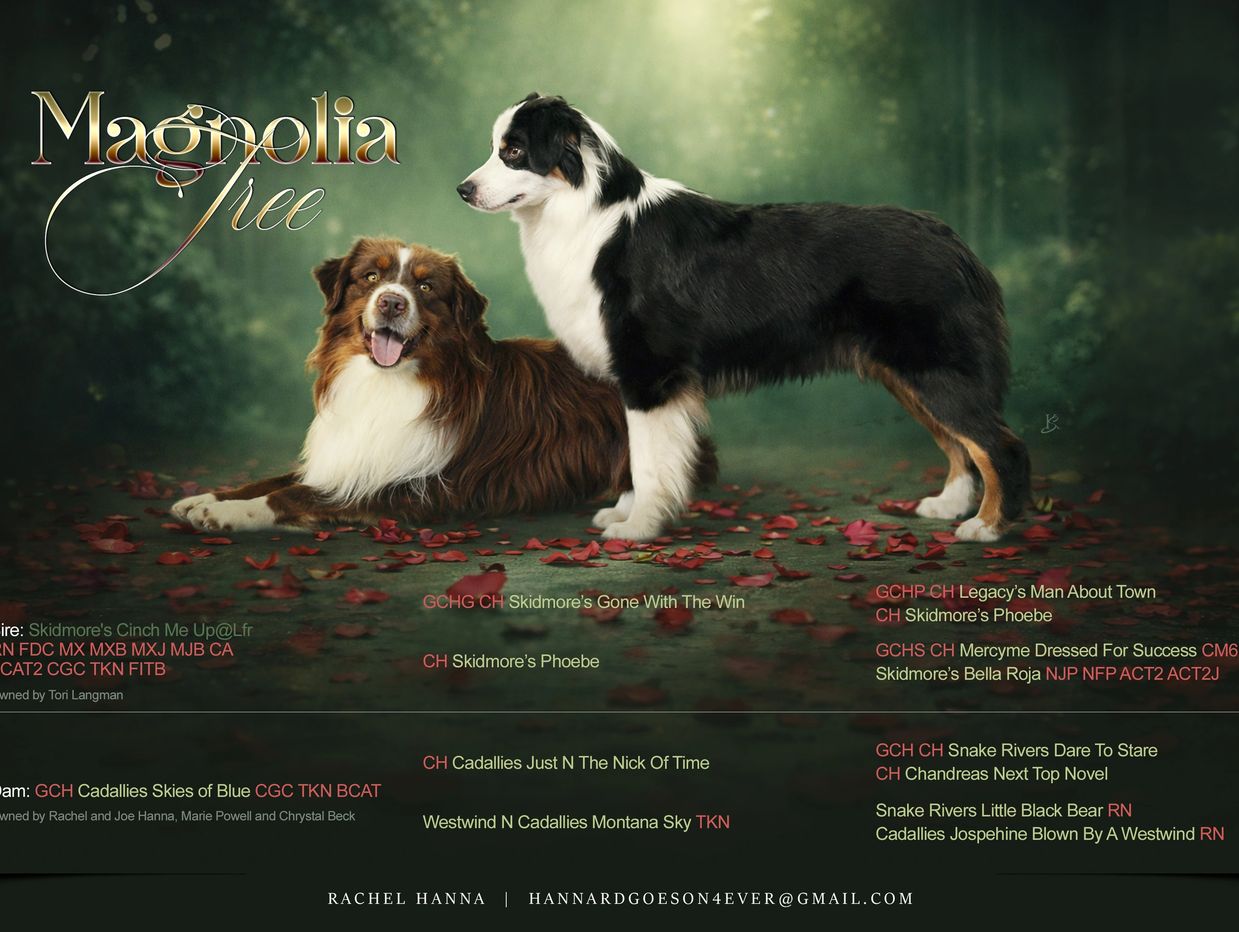 Two Australian Shepherd dogs posed on a forest floor with pedigree text overlay.