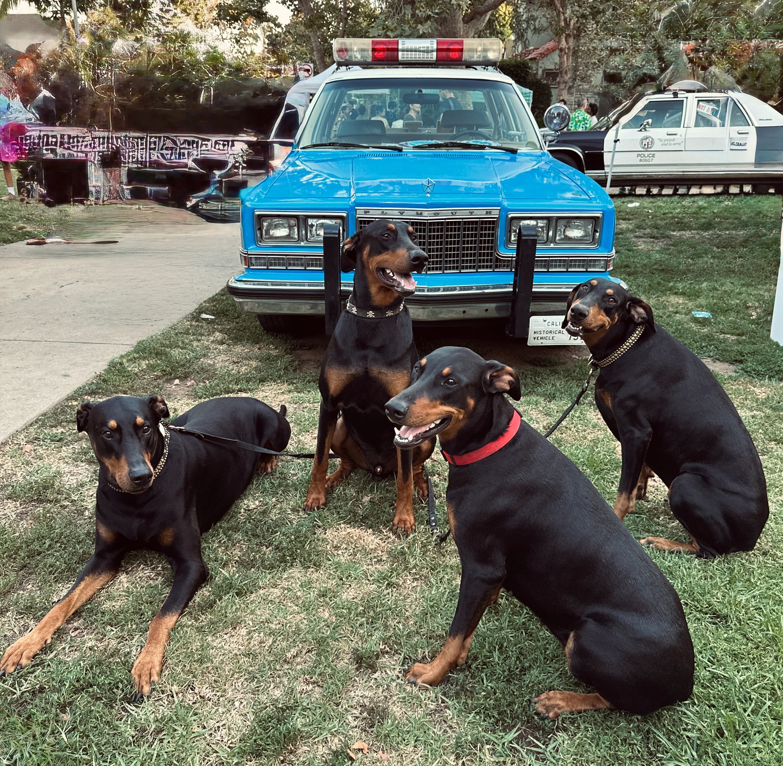Five Doberman dogs in front of a blue police car.