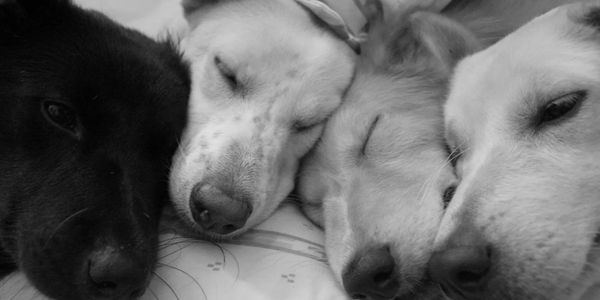 Four dogs sleeping closely together, showing peacefulness and warmth.
