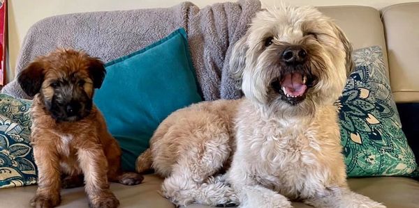 Soft Coated Wheaten Terriers