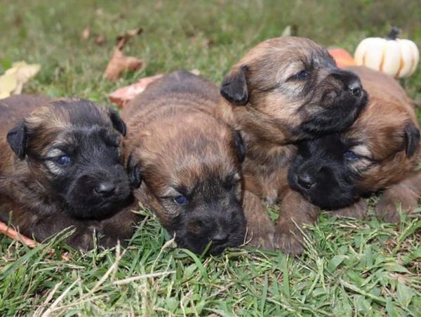Soft Coated Wheaten Terrier puppies near me