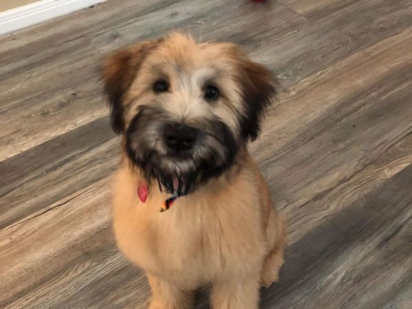 Soft Coated Wheaten Terrier puppy in ava, mo