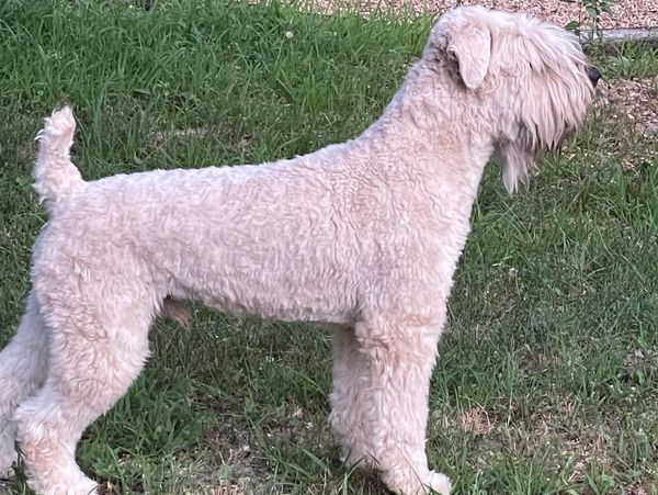 Soft Coated Wheaten Terrier in missouri