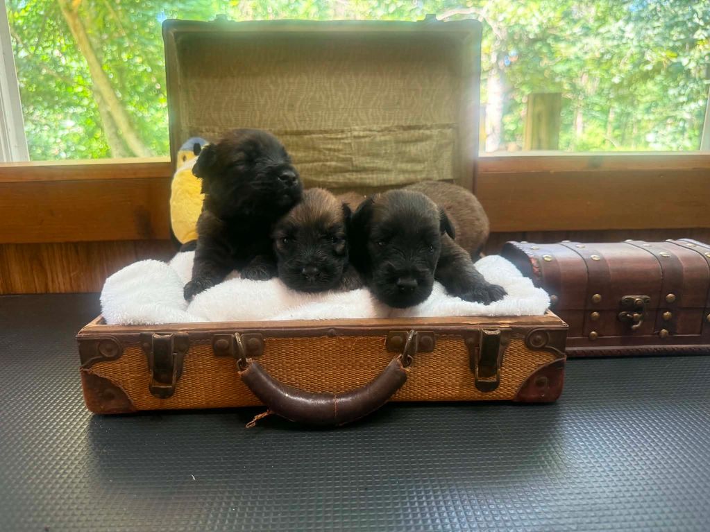 Soft Coated Wheaten Terrier males