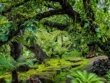 Colour photograph of a lush green landscape, trees, ferns and shrubbery of all kinds, rocks as well.