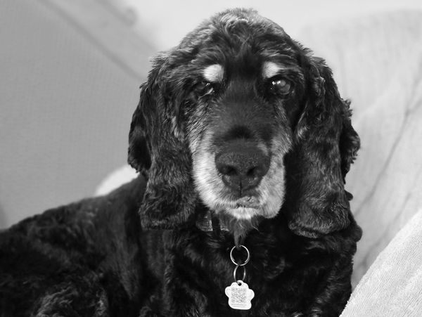 Black and white photo of a calm dog resting on a couch.