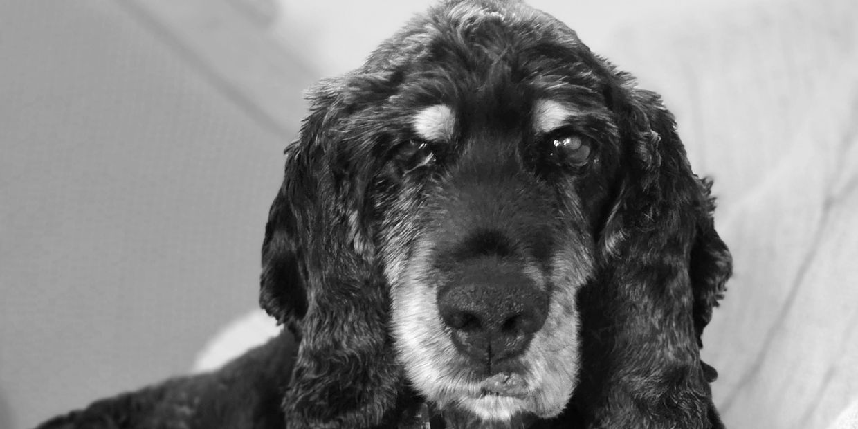 Black and white photo of a calm dog resting on a couch.