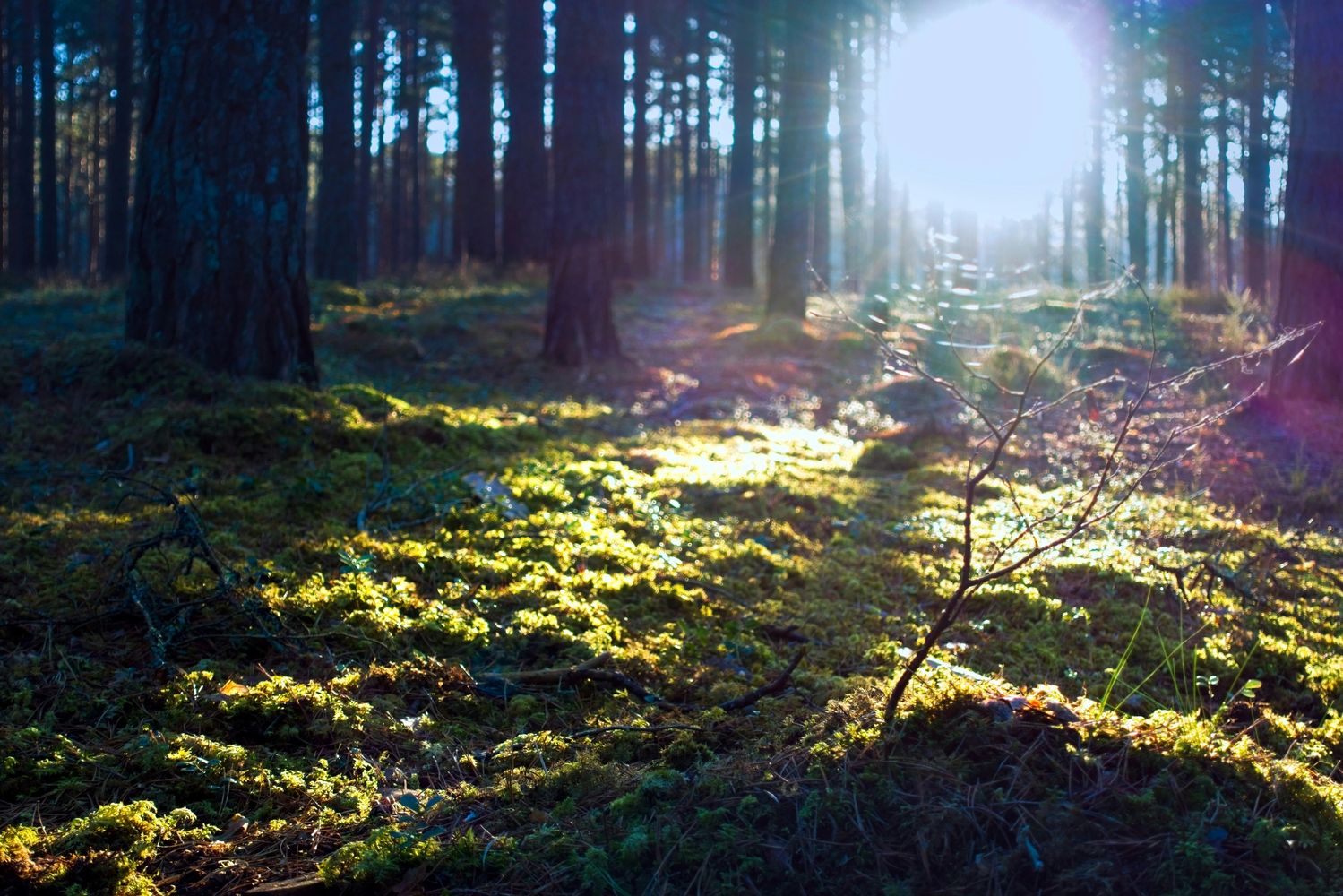 Sunlight filters through a pine forest illuminating mossy ground.