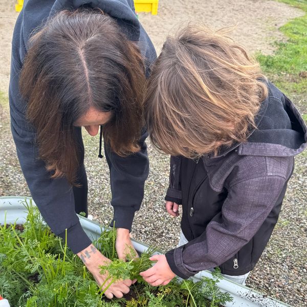 Two people harvesting carrots from a garden bed.