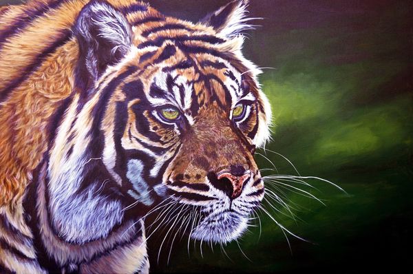 Big cat collection. Tiger closeup fierce stare. 