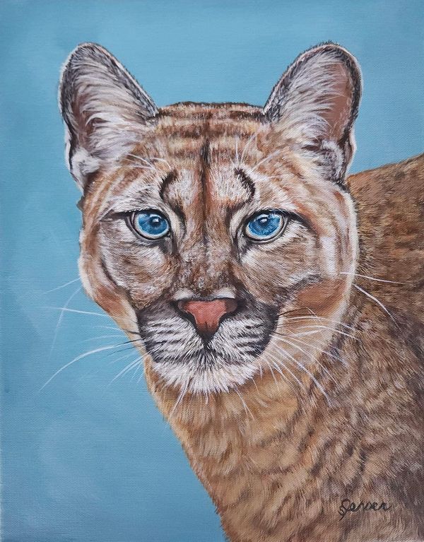 Headshot of a cougar. Blue eyes. 