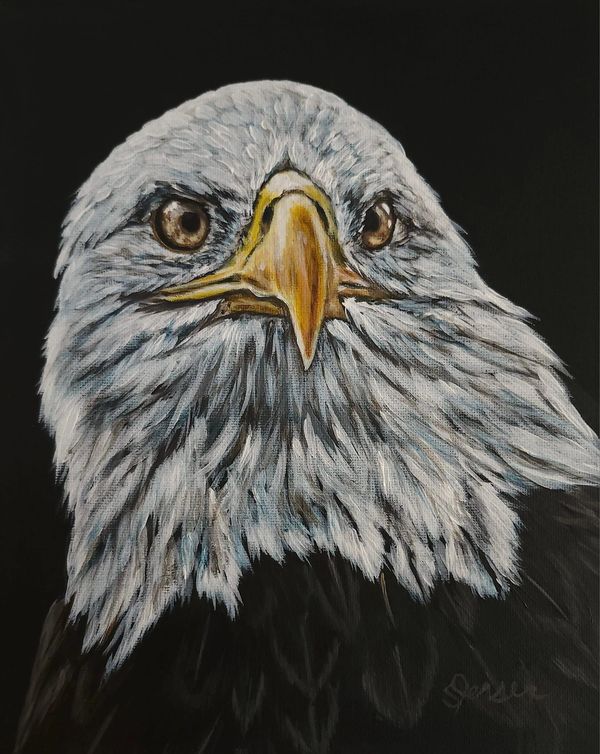 Close up of a bald eagle. Noir collection. 
