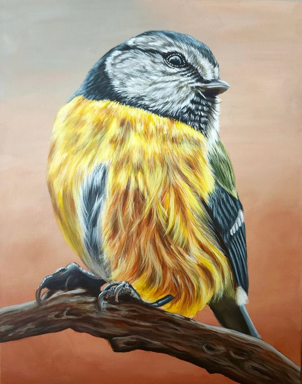 Titmouse bird sitting on a perch looking to the side, closeup. 