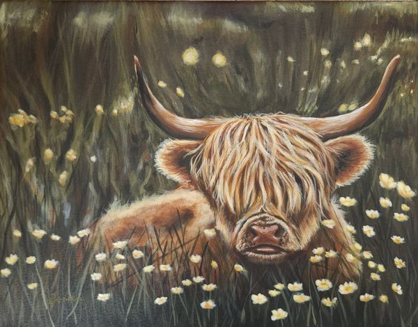Highland cow laying in a field of yellow flowers. 
