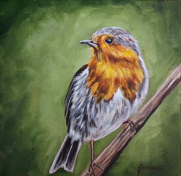 American Europeon robin bird on perch. 