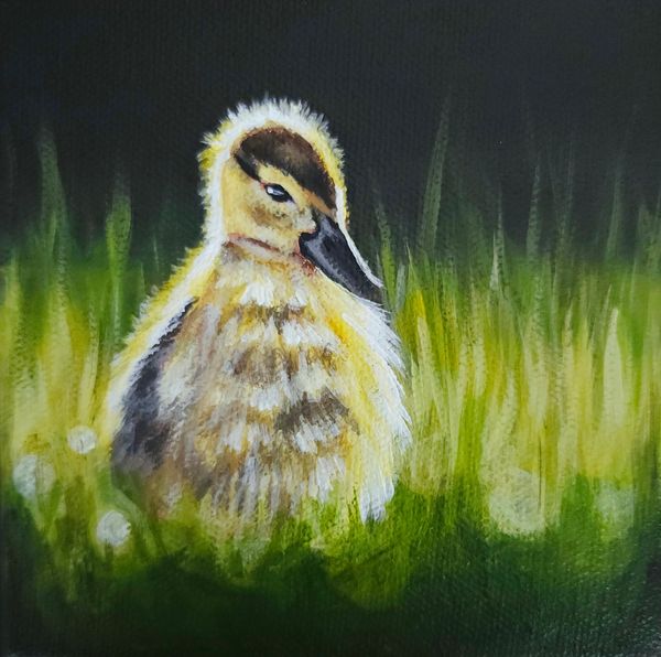 Duckling in the golden light of day. Backlit halo. 