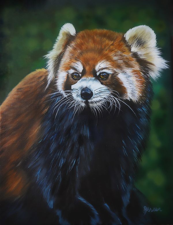 soft bokeh background. Red panda portrait. 