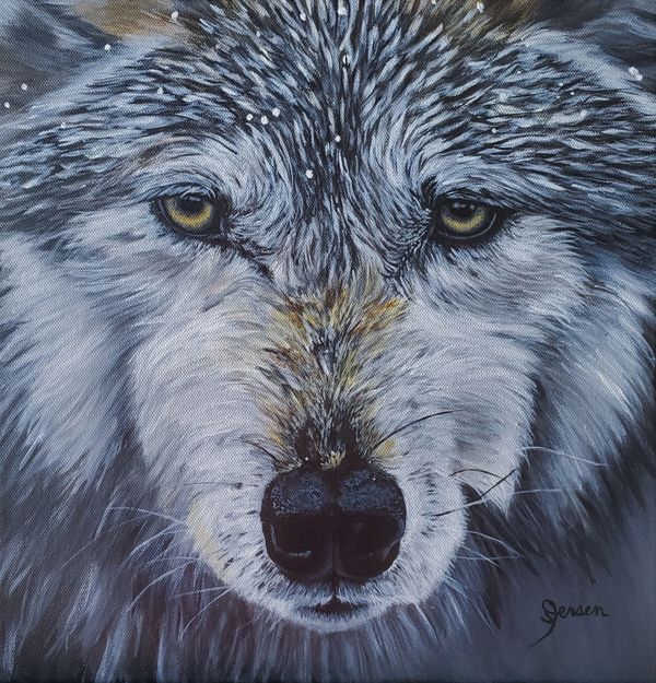 Mexican Wolf, closeup face portrait, bold stare. 