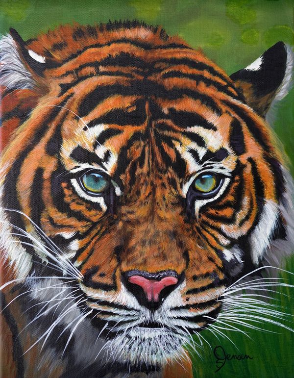 Big cats collection. Closeup of a tiger. Bold stare, captivating eyes. 