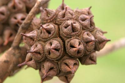 Eucalyptus Pod—inspired the logo for The Landmark in San Francisco's Presidio