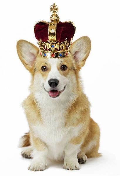 Your Royal Pooch Pet Concierge