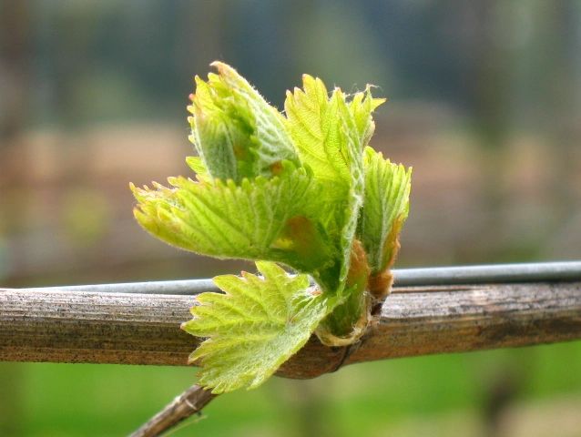 string of flowering plants