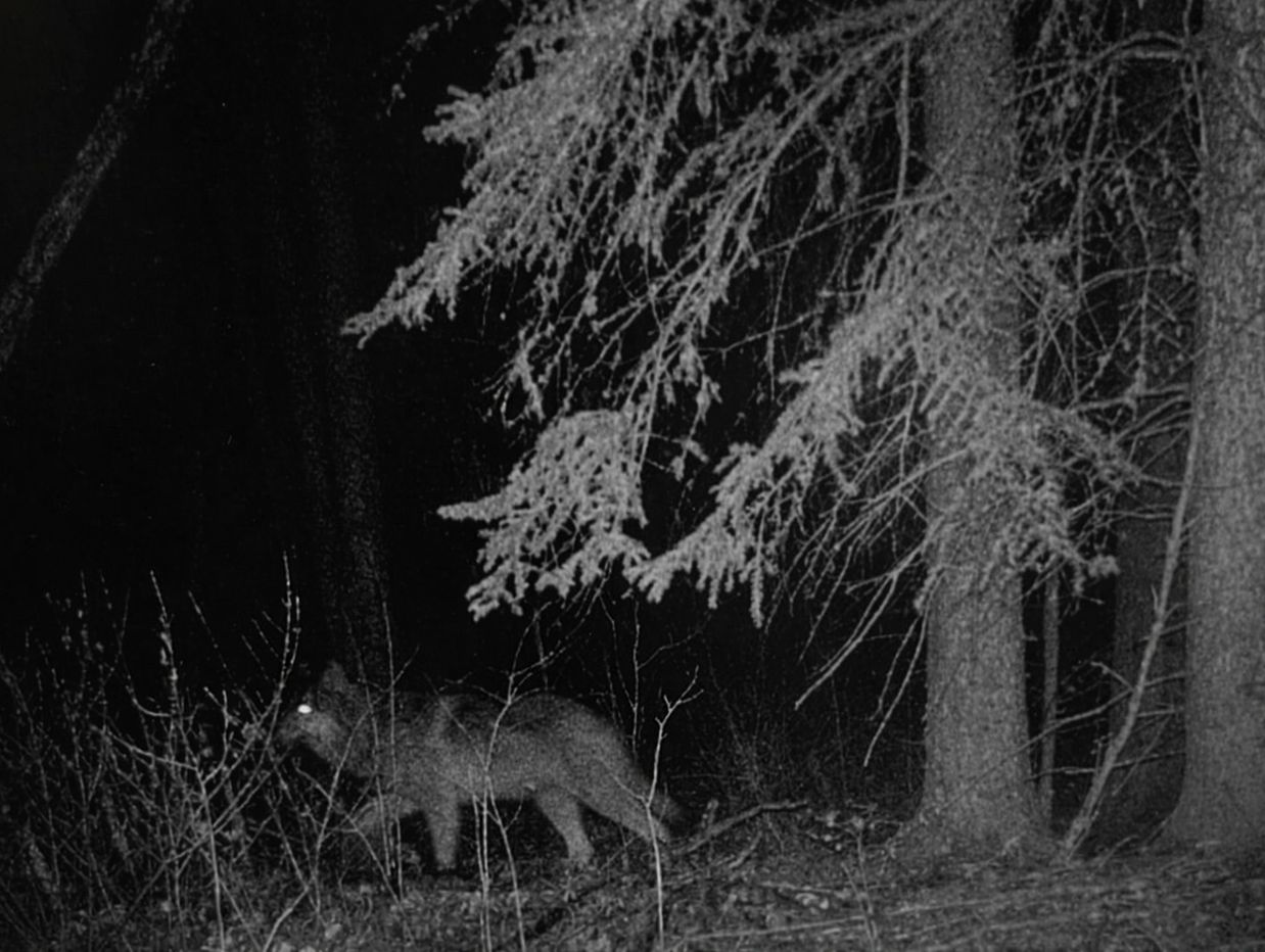 A dark animal with glowing eyes in a nighttime forest.