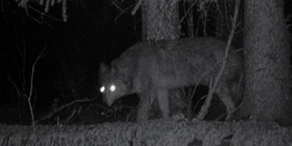 Wolf with glowing eyes at night in forest.