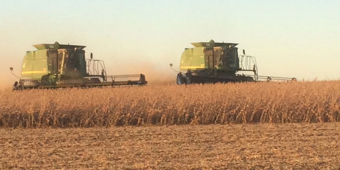 Harvesting soybeans