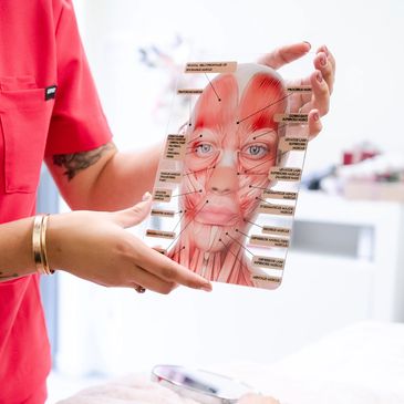 A person holds a transparent facial muscle anatomy chart.