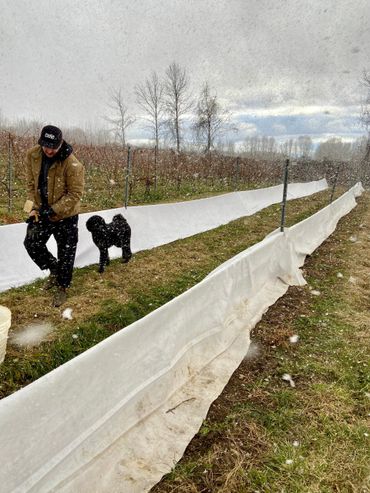 On met les toiles pour protéger les vignes