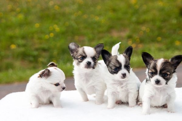 single dog registration papers
