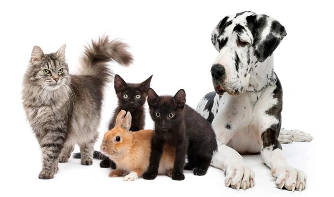PET NANNY NYC PET NANNY NYC