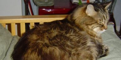 Fluffy brown tabby cat resting on a cushion by a wooden chair.