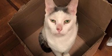White and gray cat sitting inside a cardboard box.
