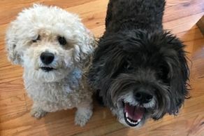 Two fluffy dogs sitting on a wooden floor, looking up.
