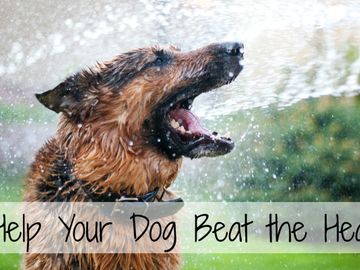 Help Your Dog Beath The Summer Heat