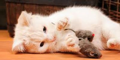White kitten playing with a toy mouse on wooden floor.