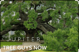 Tree Guys Now