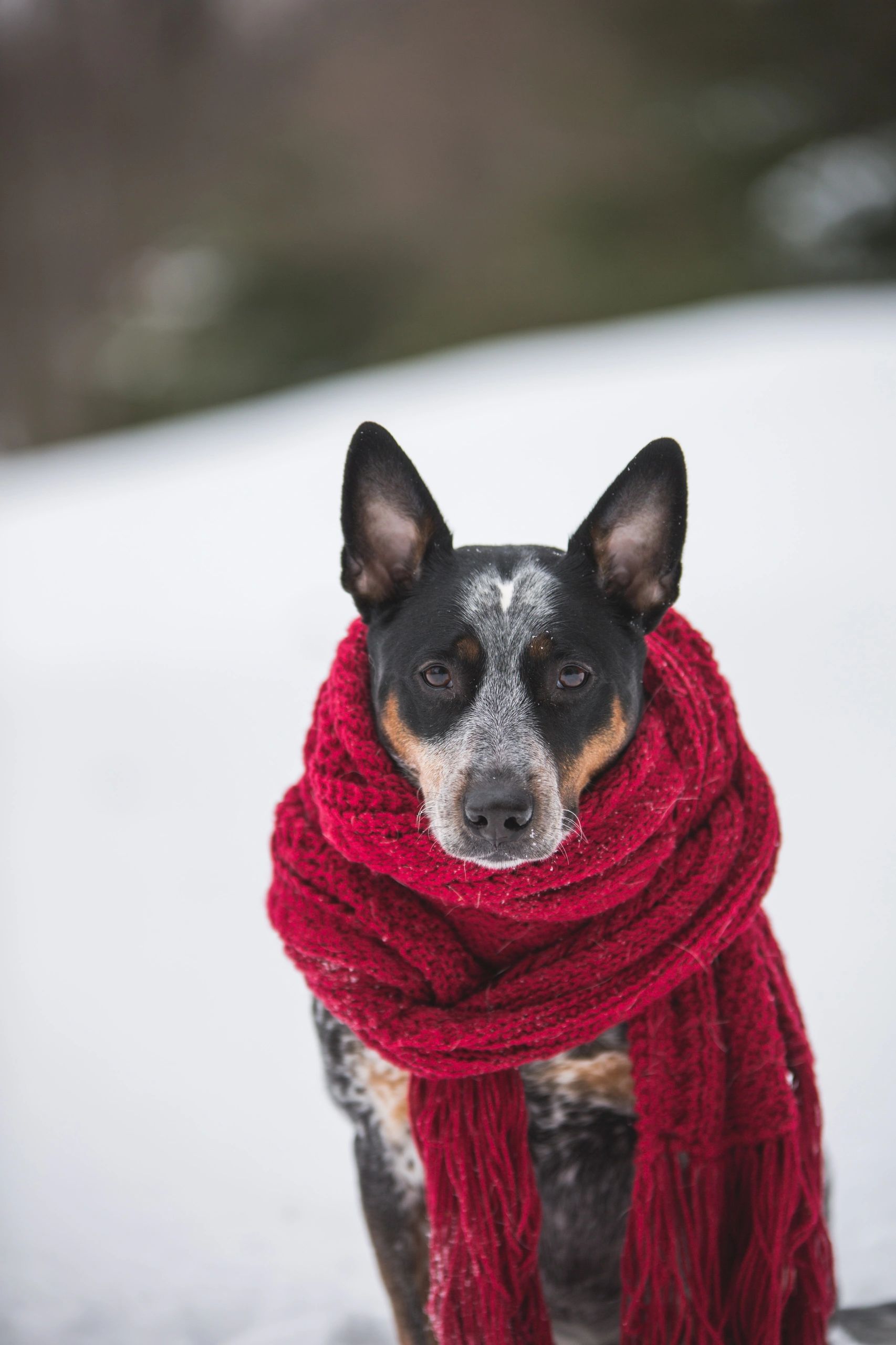 winter-safety-for-pets