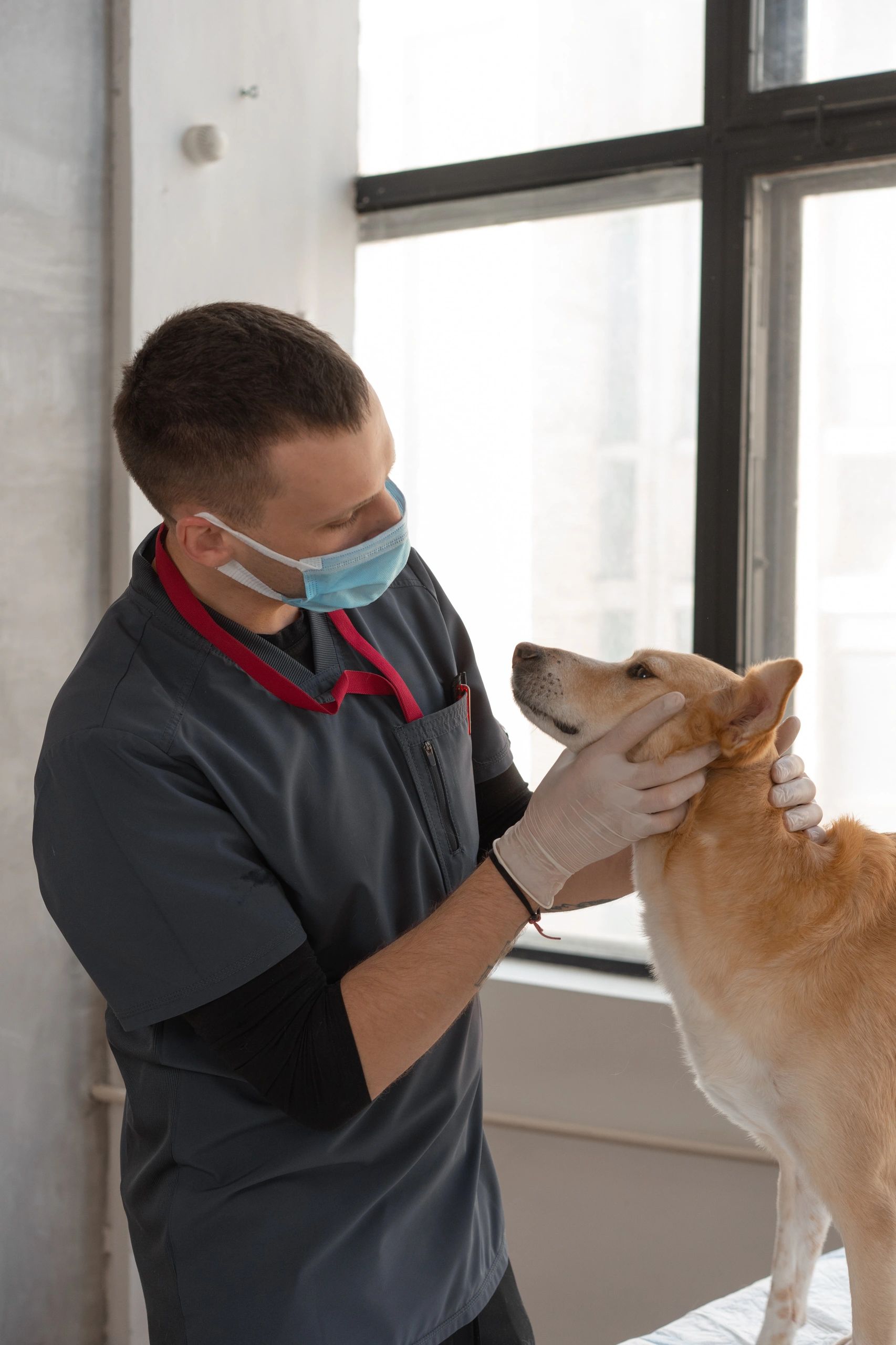 Most Common Diseases in Dogs