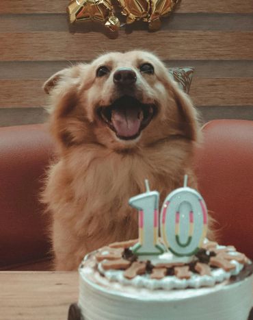 Dog birthday
