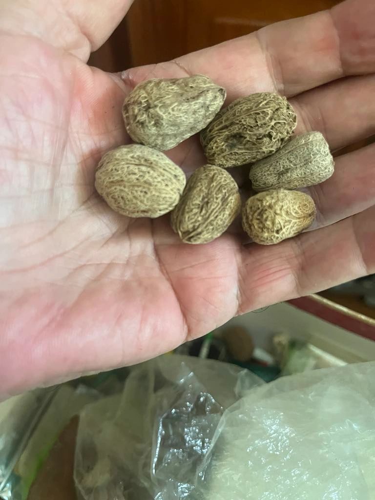 Beach seeds used as handmade fly fishing materials in Costa Rica