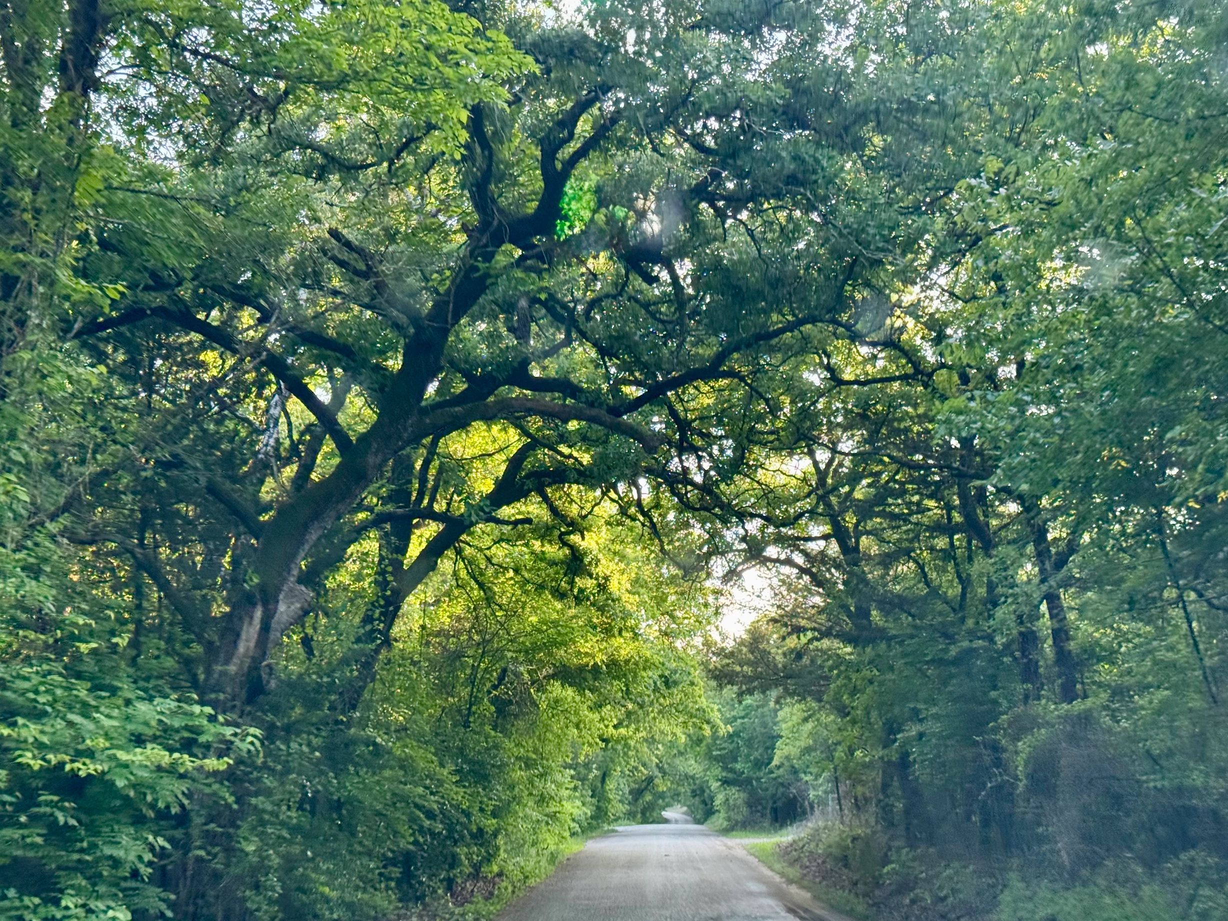 A tree-lined road creating a natural green tunnel.