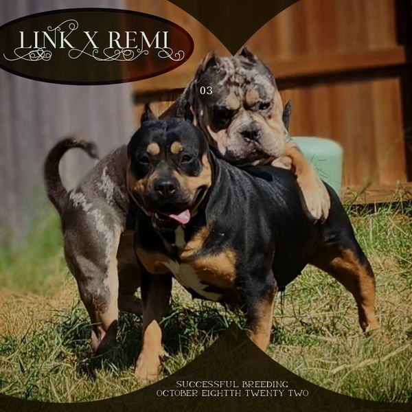 Southeast Texas Bullies presents Link x Remi!