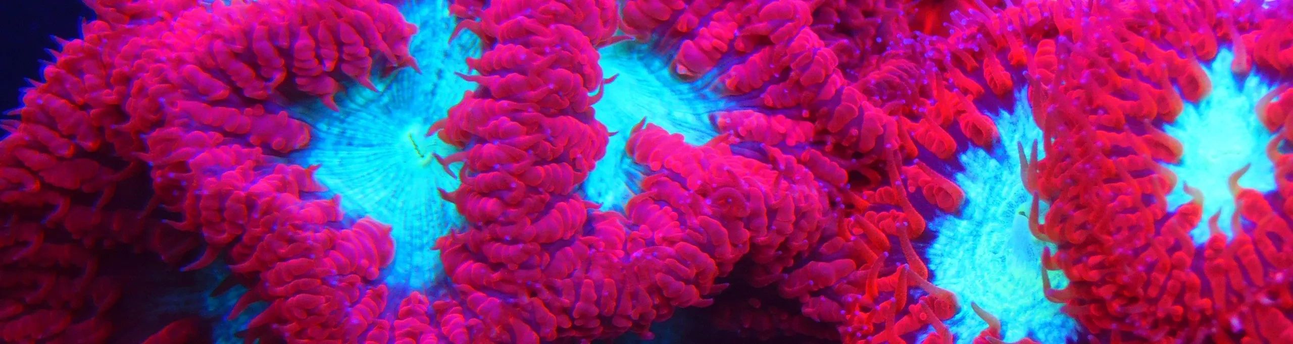 270 coral
