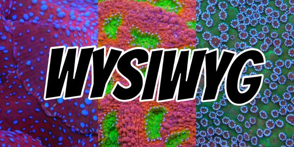 Colorful coral background with bold WYSIWYG text.