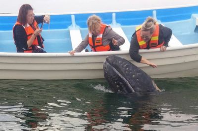 magdalena bay whale watching tours