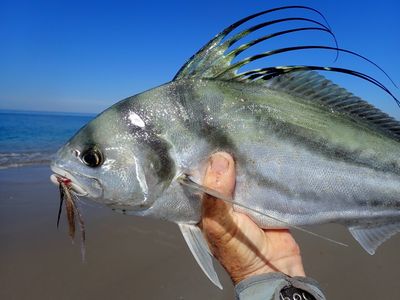 Reel of the Week: Fly Fishing for Magdalena Bay Marlin - Flylords Mag