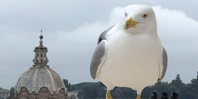 Em Roma, ouvindo o silêncio milenar quando uma gaivota pousa ao meu lado.